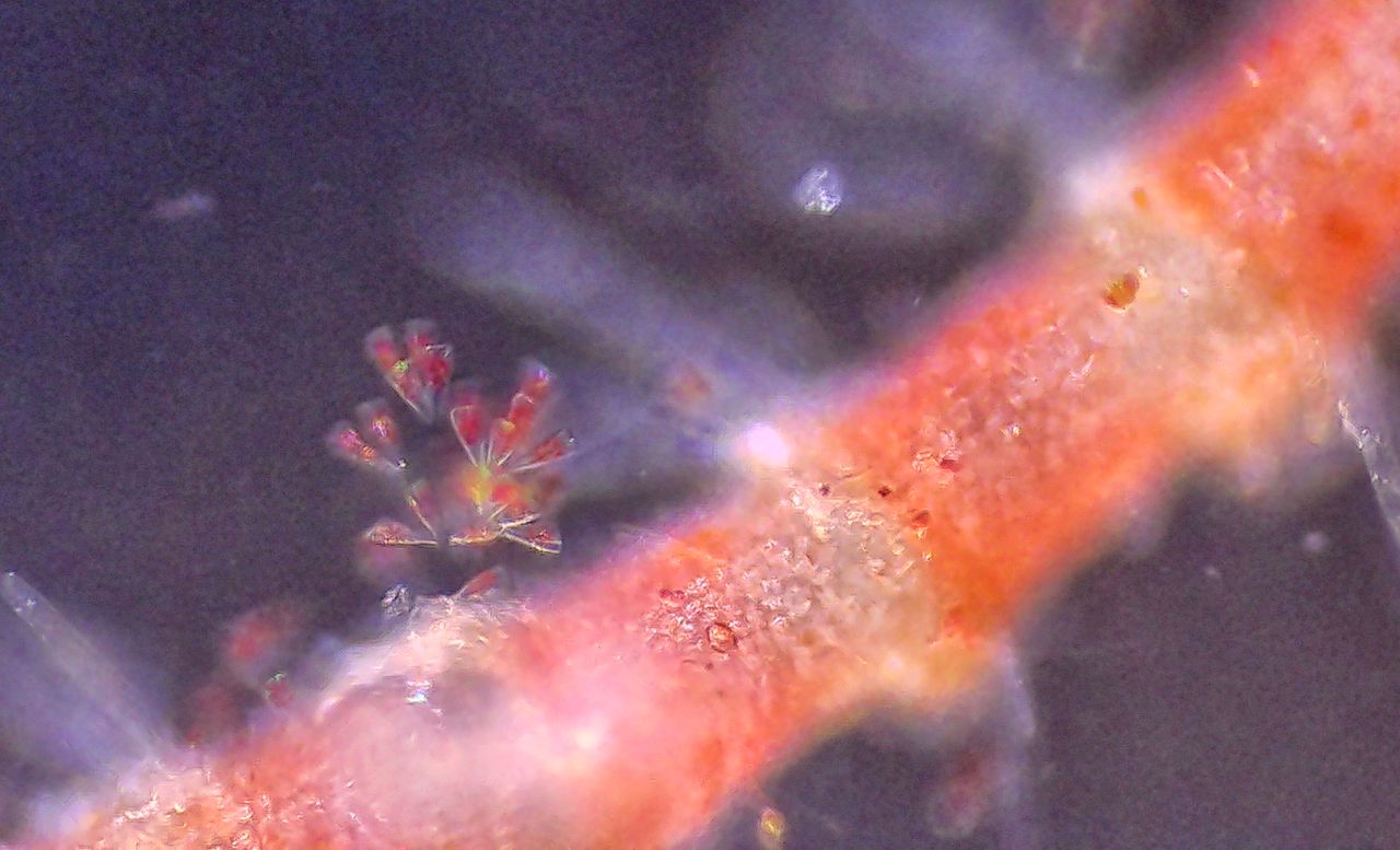 L�unione fa la forza: la vita coloniale di microscopici organismi marini